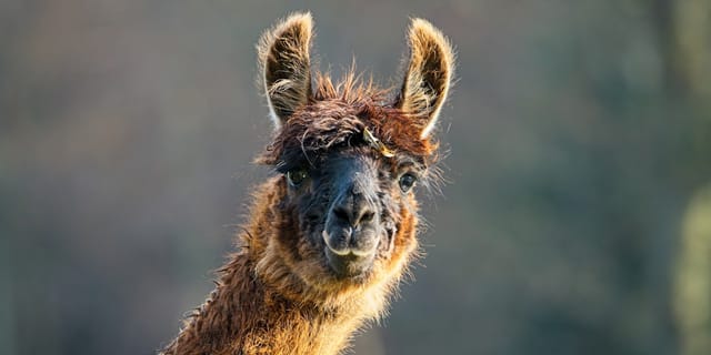 Close-up portrait of a llama looking directly at the camera