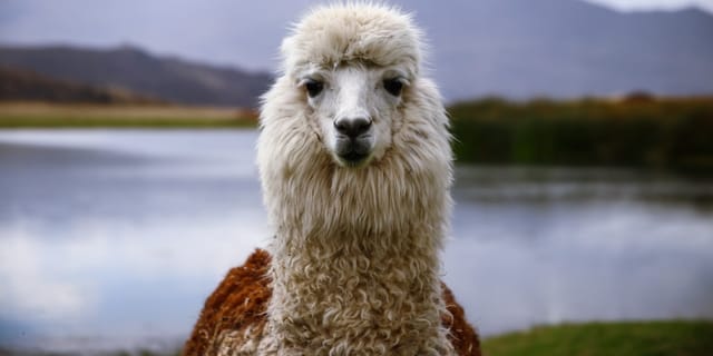 selective focus photography of white animal
