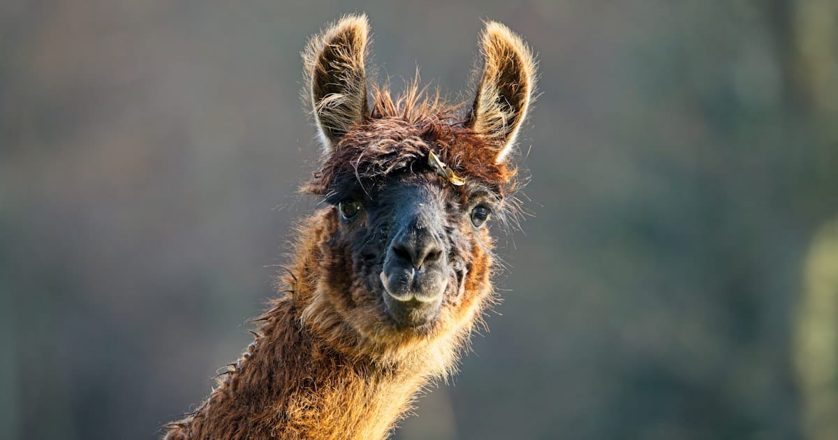 Close-up portrait of a llama looking directly at the camera